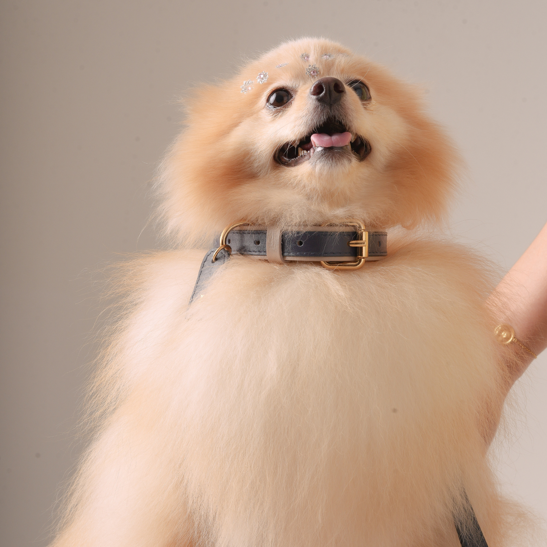 Coleira Personalizada em Couro